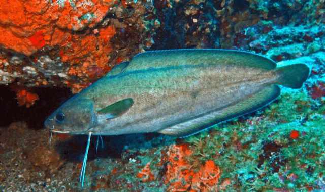 Dalla "moscia" allo "sciummo": ecco i pesci rari e particolari che vivono nel mare barese